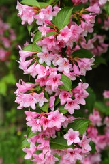 Blossoming weigela.