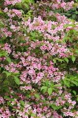 Blossoming weigela.