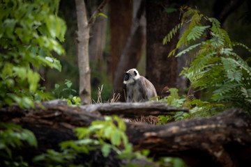 Grey Langur - Monkey