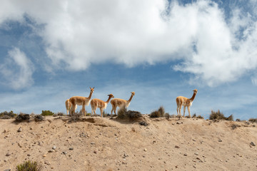 Herd of alpaca vicuna in highlands