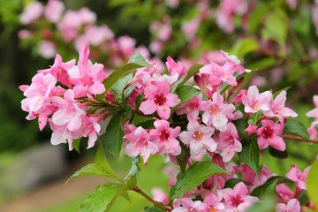 Obraz premium Blossoming weigela.