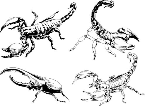 vector drawings sketches different insects bugs Scorpions spiders drawn in ink by hand , objects with no background	