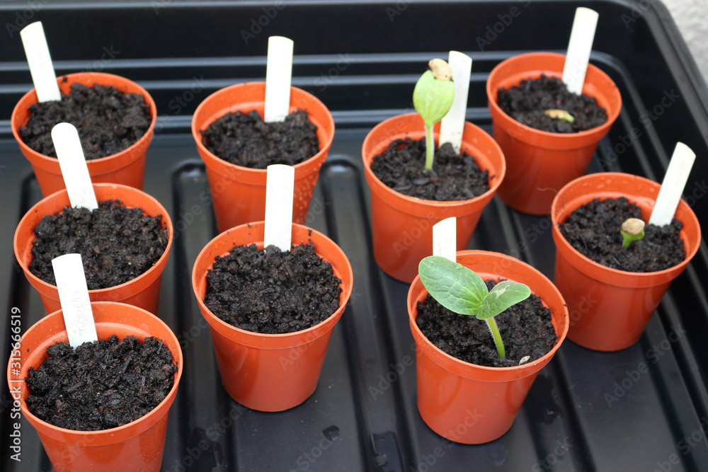 Wall mural small flower pots in a propagator tray with seedlings at different stages of growth