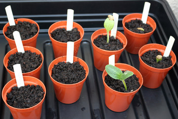 Small flower pots in a propagator tray with seedlings at different stages of growth