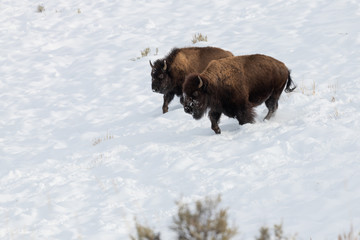 Bison on the Move in the Lamar Valley on a Winter Afternoon