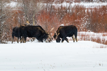 Bull Moose Jousting  - Lamar Valley