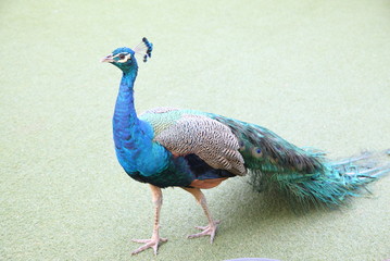 Fototapeta premium Peacock