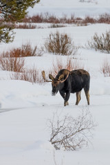 Bull Moose on the Lamar River