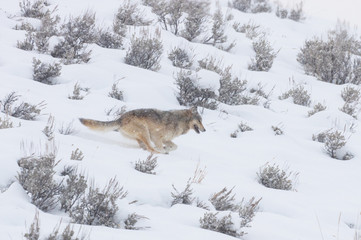 Timber Wolf on Hillside - Lamar Valley