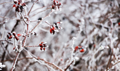 Winter days. Frozen bush covered with crystals of ice