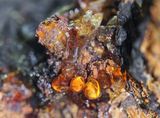 A macro close up view of yellow cherry resin on the cherry tree bark.