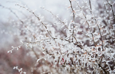 Winter days. Frozen bush covered with crystals of ice