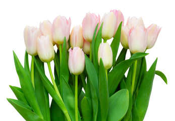 Obraz na płótnie Canvas A large bouquet of flowers of white and pink tulips (lily family, Liliaceae) isolated on white background, including clipping path.