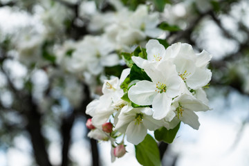 Blossoming flowers on the apple tree. Spring time.