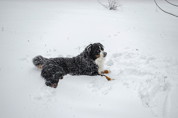 Fototapeta premium bernese mountain dog play with snow on winter snowy weather. funny pet