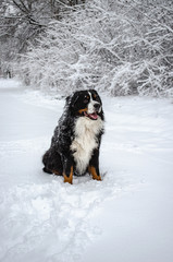 bernese mountain dog with snow on a nose on winter snowy weather. funny pet