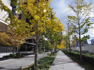 黄葉するグランフロント大阪のイチョウ並木