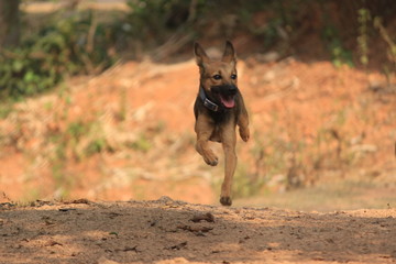 German Shepherd puppy running around