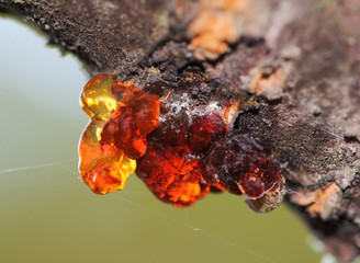 Hanging yellow and orange cherry resin on the cherry tree bark.