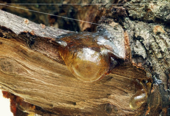 Yellow cherry resin on the broken cherry tree bark.