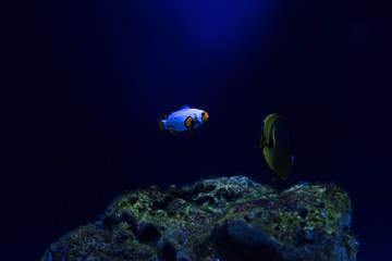 fishes swimming under water in dark aquarium