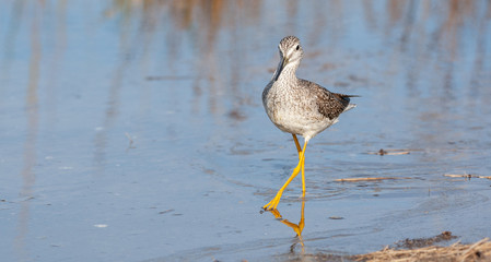 Lesser Yellowlegs Forages for Food