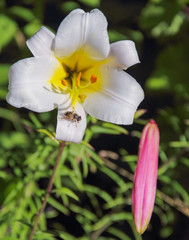 A bee on the white flower in the garden.