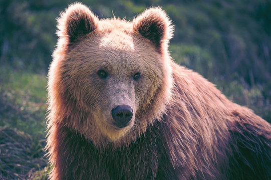Portrait d'un ours brun fixant l'objectif