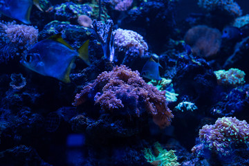 Naklejka na ściany i meble fishes swimming under water in aquarium with blue lighting and corals