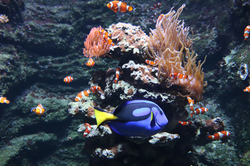 Fototapeta na wymiar Tropical fish, clownfish and blue tang, in aquarium