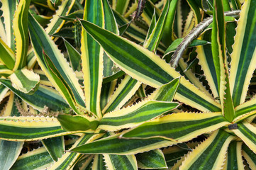 Agave cactus green and colourful leaves texture background