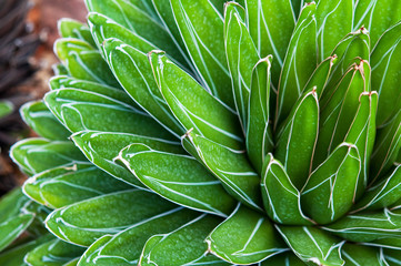 Close up of Queen Victoria Agave (Agave victoriae-reginae) a succulent plant