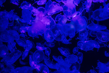 jellyfishes swimming under water in aquarium with blue lighting