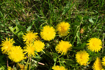 Yellow dandelions on a background of green grass. Flowers bloom in spring.