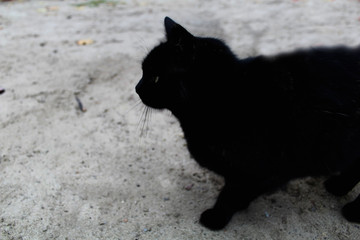 black cat on the street