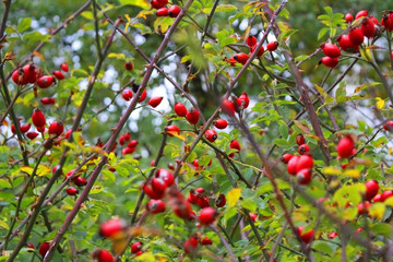 background of red berries