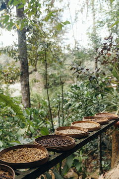 different type of roasting coffee beans luwak on a coffee plantation in Asia