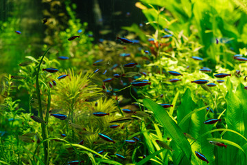 small fishes swimming under water among green seaweed in aquarium