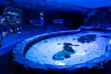 fishes swimming under water in aquariums and pool with blue lighting in oceanarium