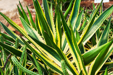 Closeup beautiful Aagave Angustifolia colorful leaves on ground