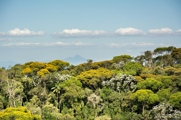 Fototapeta na wymiar Fragment of the Brazilian Atlantic Forest from Minas Gerais.