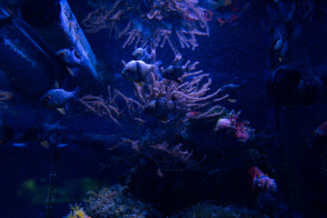 Fototapeta na wymiar fishes swimming under water in aquarium with blue lighting