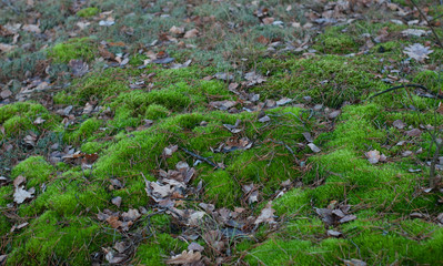 Fototapeta premium Old green moss, top view,