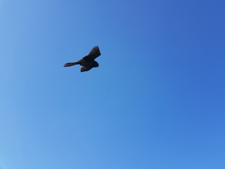 Falco