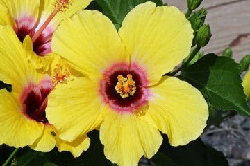 Hibiscus © Stephan von Mikusch