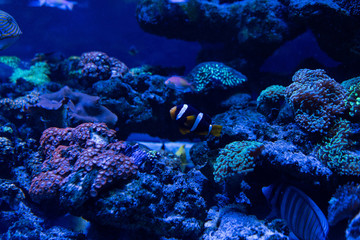 Naklejka na ściany i meble fish swimming under water in aquarium with corals