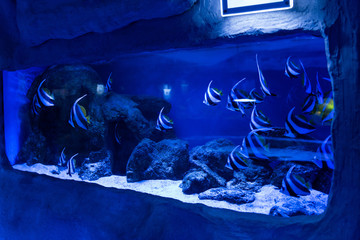 Obraz na płótnie Canvas fishes swimming under water in aquarium with blue lighting and stones