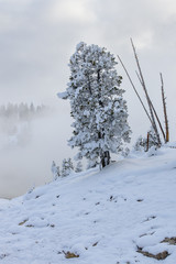 Rime Ice Covered Tree at Mud Volcano