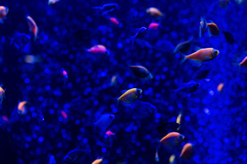 Fototapeta na wymiar fishes swimming under water in aquarium with blue lighting