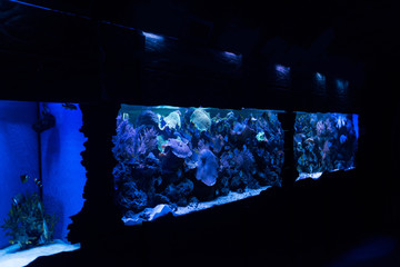 fishes swimming under water in aquariums with blue lighting